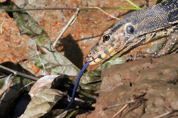 Monitor Lizard